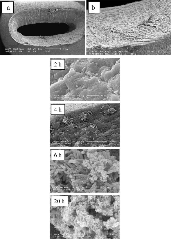 FIG. 6.