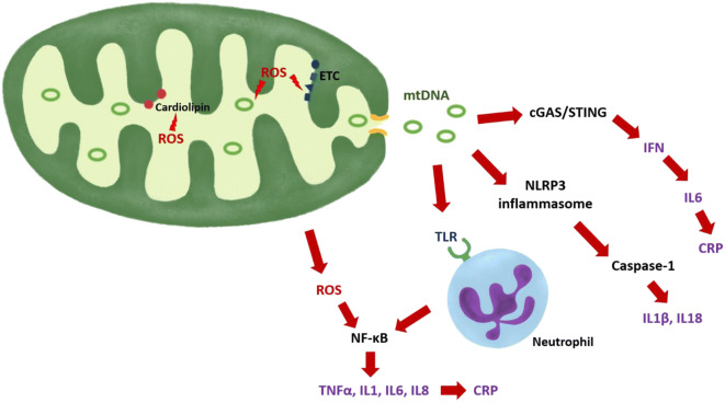 Fig. 2