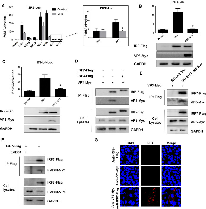 FIG 2