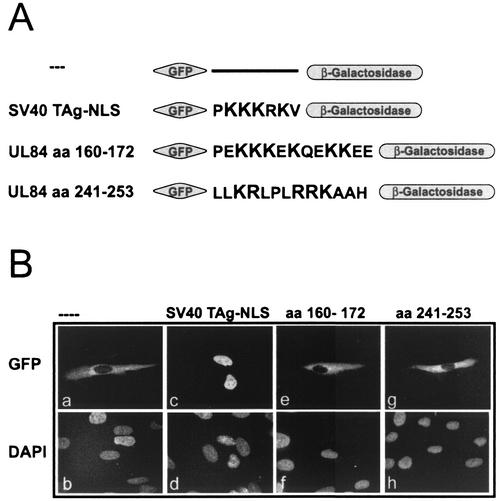 FIG. 5.