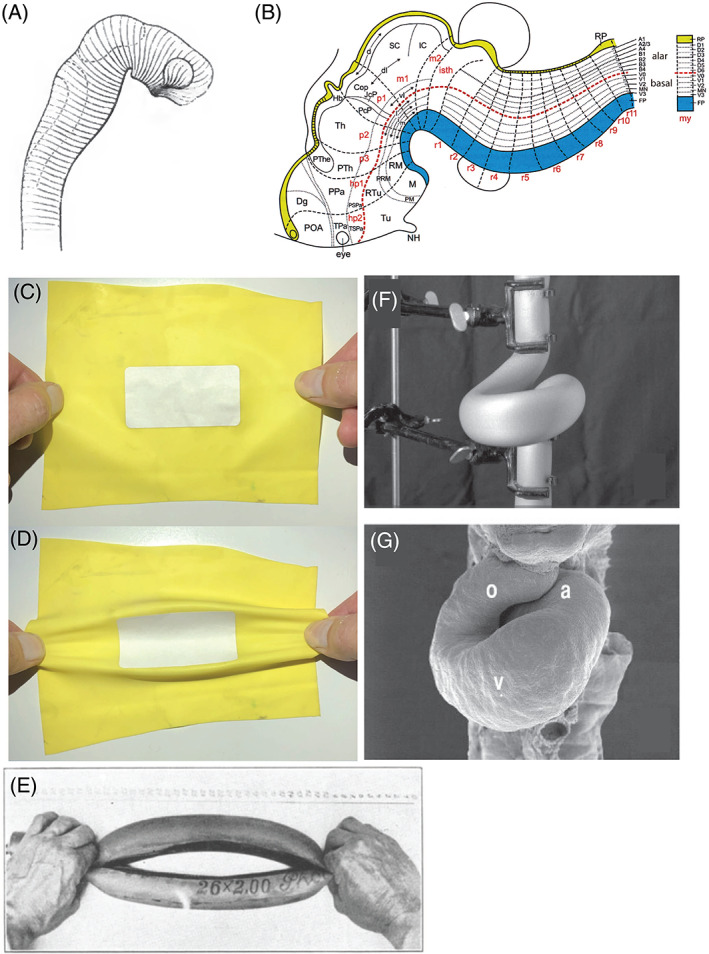 Fig. 16