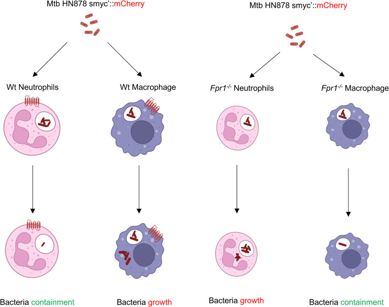 Figure 6: