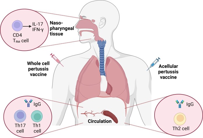 Graphical Abstract