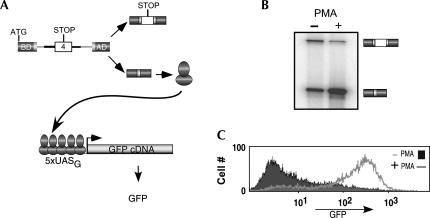 FIGURE 1.