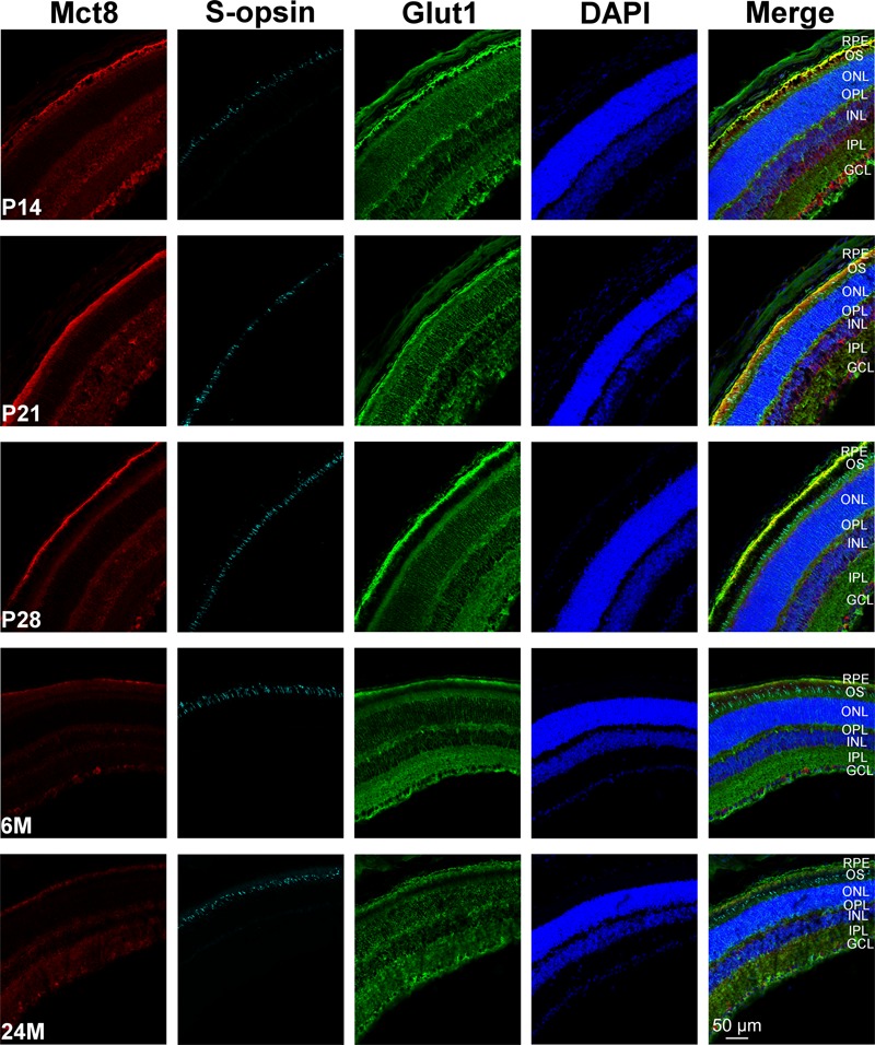 FIGURE 3