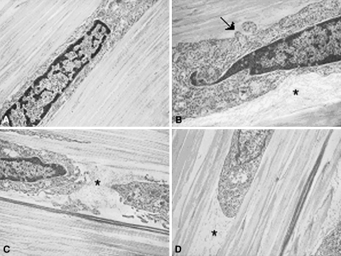 Fig. 2A–D