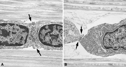 Fig. 4A–B