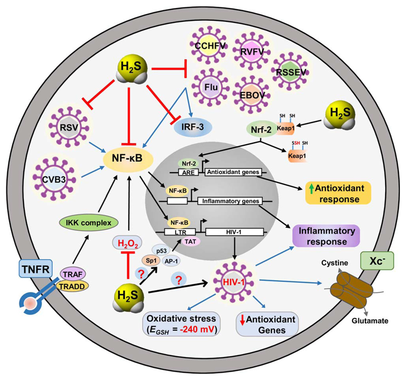 Fig 6