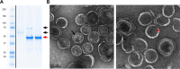 FIG 2