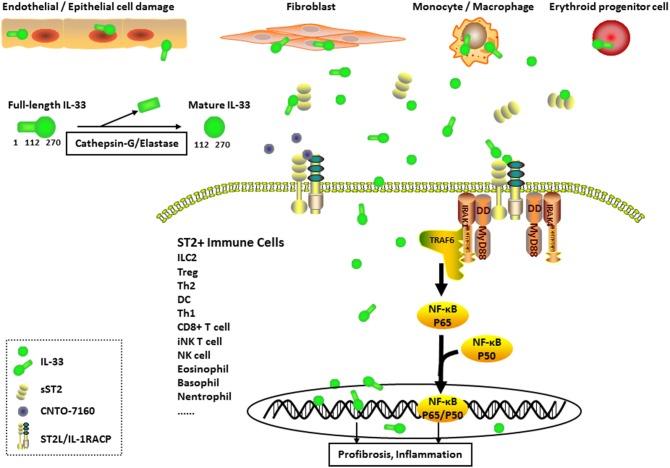 Graphical Abstract