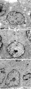 Fig. 5