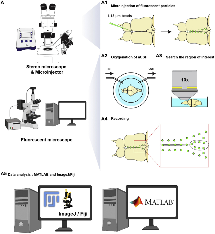 Figure 3