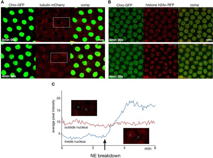 FIGURE 2: