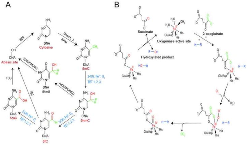 Fig. 3