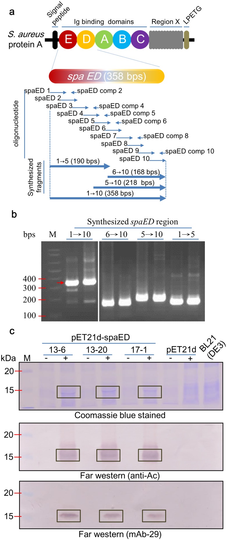 Fig 1