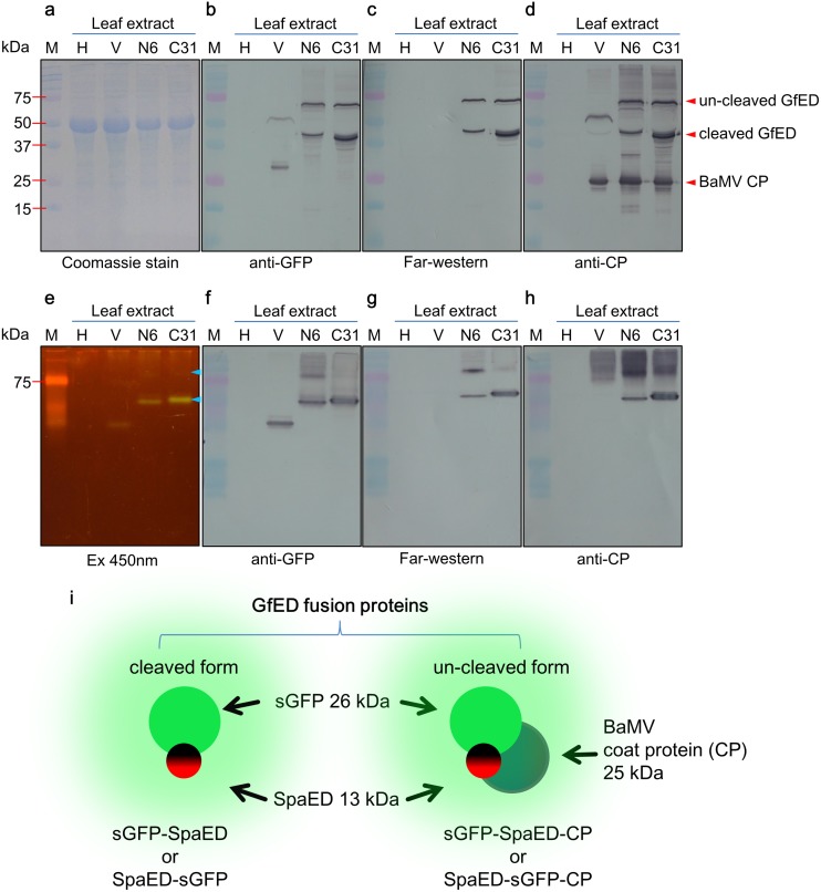 Fig 3