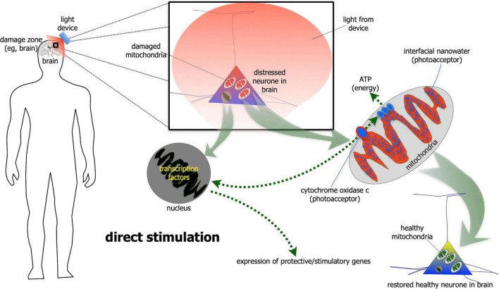 FIGURE 1