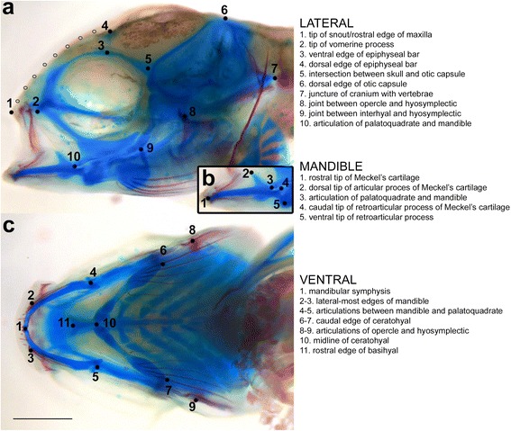 Fig. 2