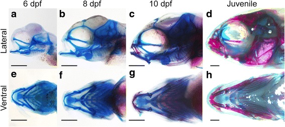 Fig. 1