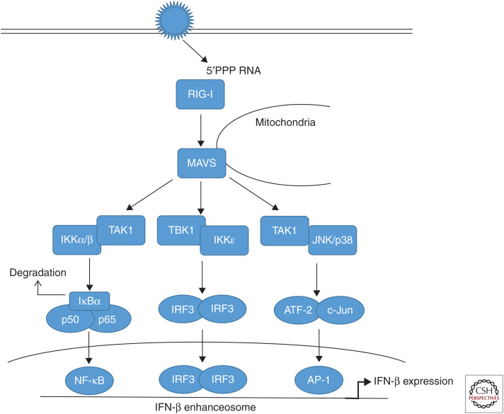 Figure 1.