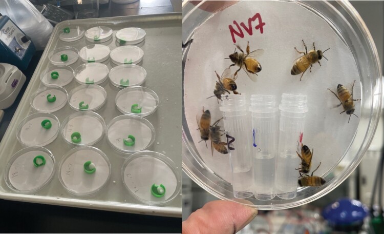 One image showing 18 dishes prepared for bees next to an image showing eight bees feeding in a dish.