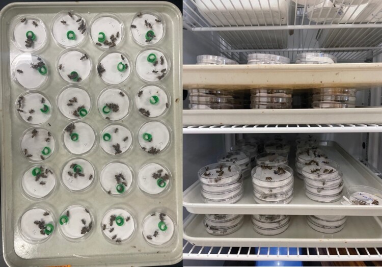 One image showing 24 experimental P-cups with bees, next to image showing stacks of P-cups with bees inside an incubator.