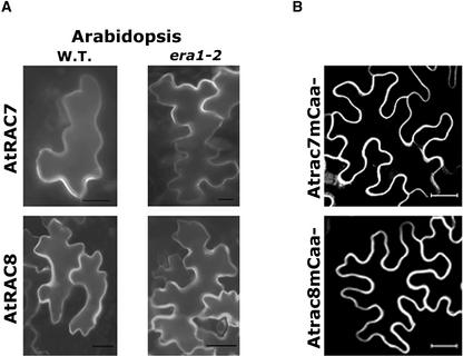 Figure 11.