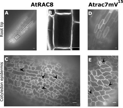 Figure 12.