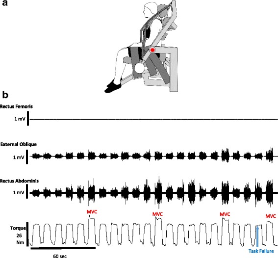 Muscle function and fatigability of trunk flexors in males and females ...