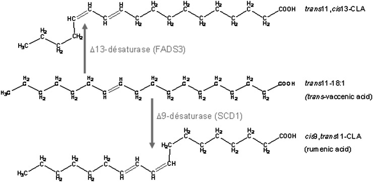 Fig. 11.