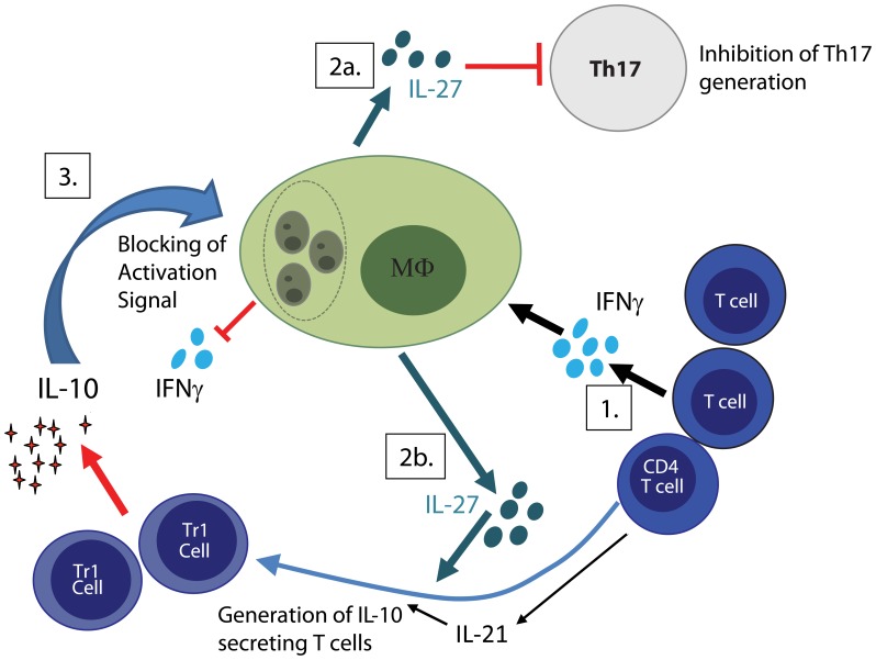 FIGURE 1