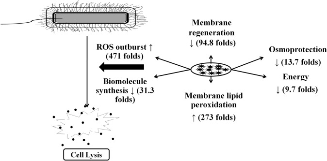 Fig. 4