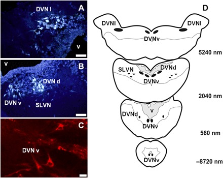 Fig. 6