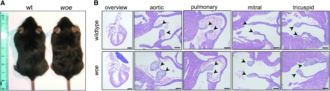 Figure 2.—