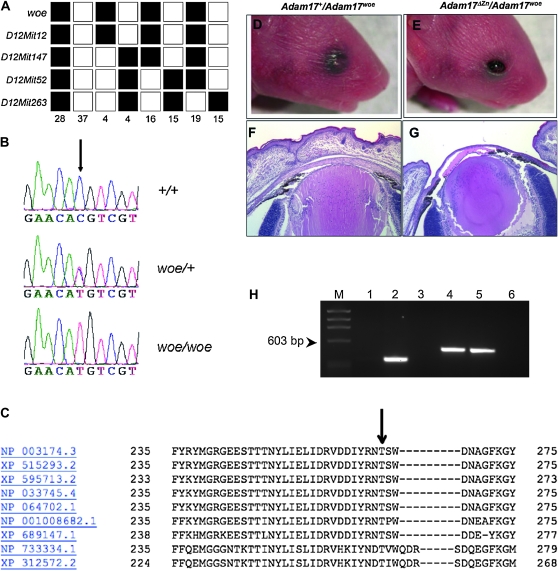 Figure 3.—