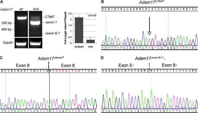 Figure 4.—