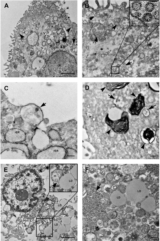 Fig. 6