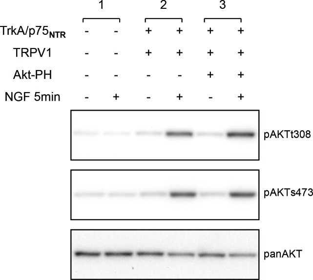 Figure 1—figure supplement 2.