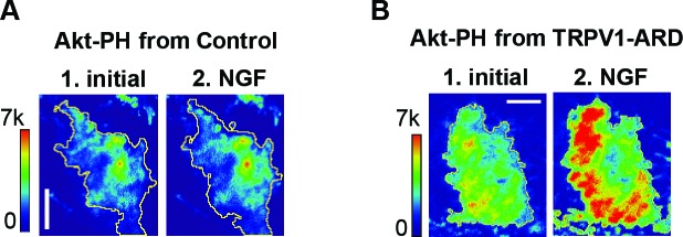 Figure 2—figure supplement 1.