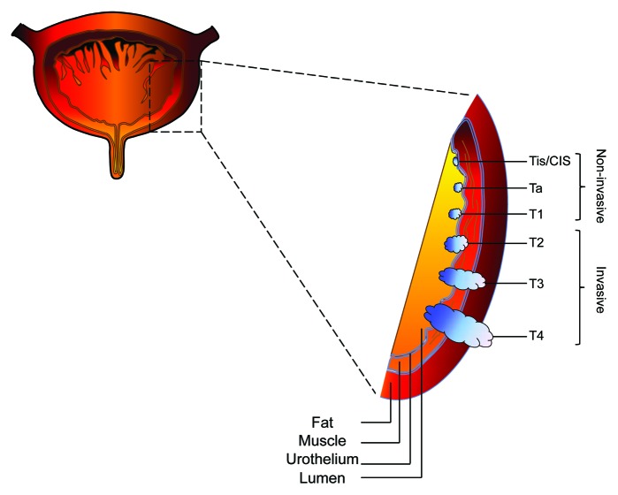 graphic file with name epi-8-1013-g1.jpg