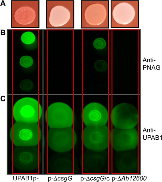 FIG 6