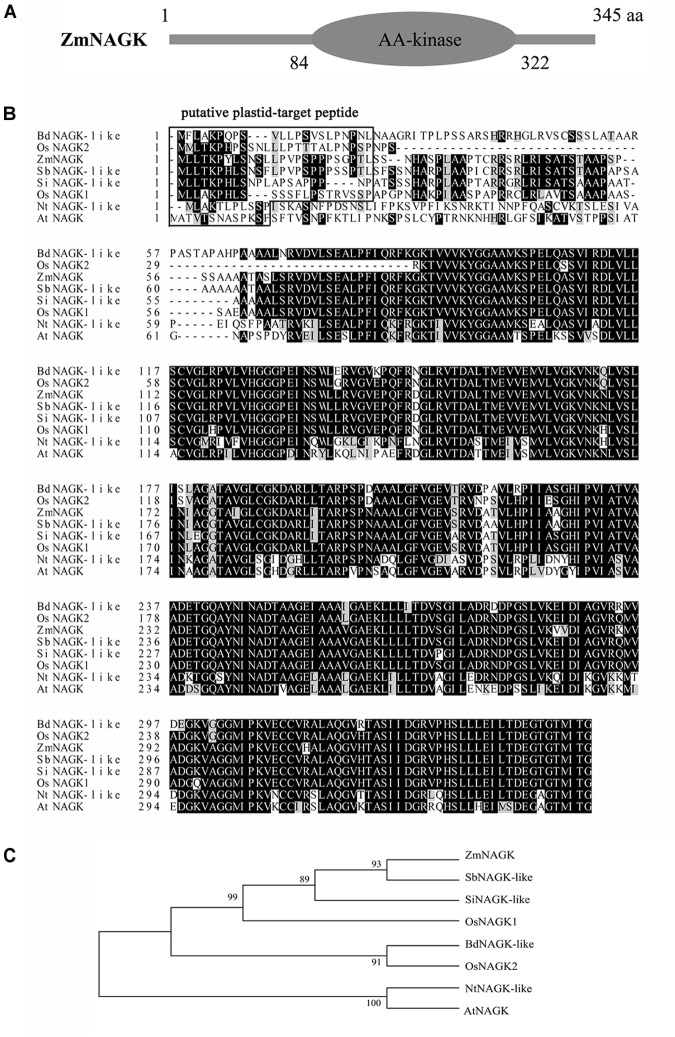 FIGURE 1