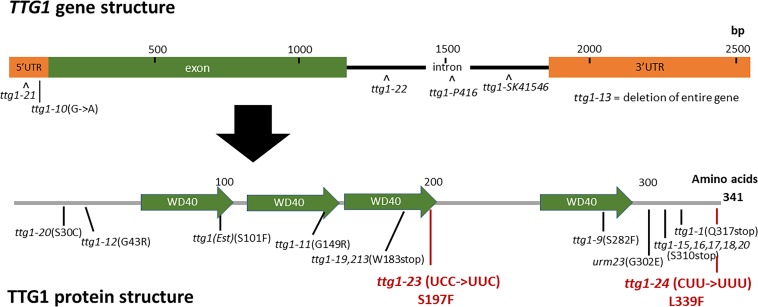 FIGURE 3