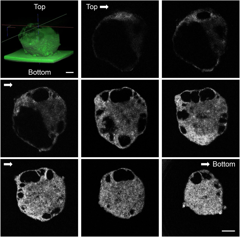 Fig. 2