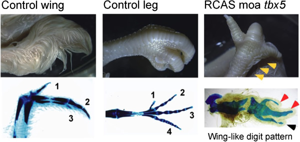 Figure 4