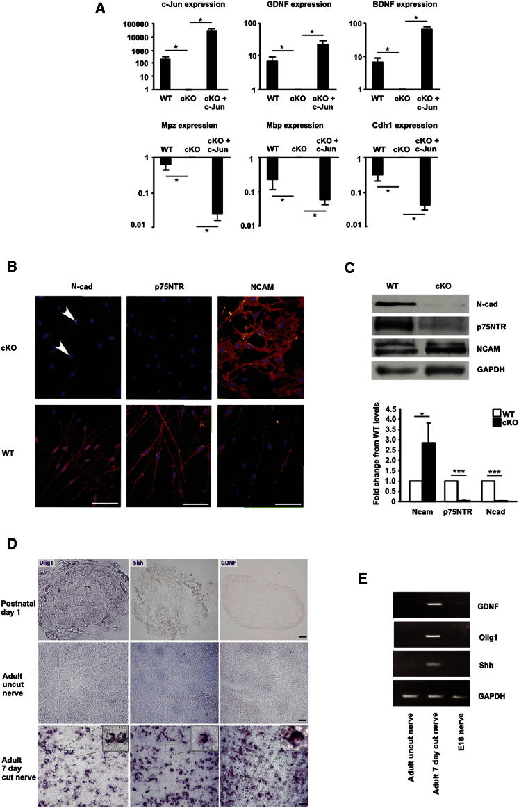 Figure 2