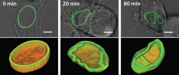 Fig. 3.