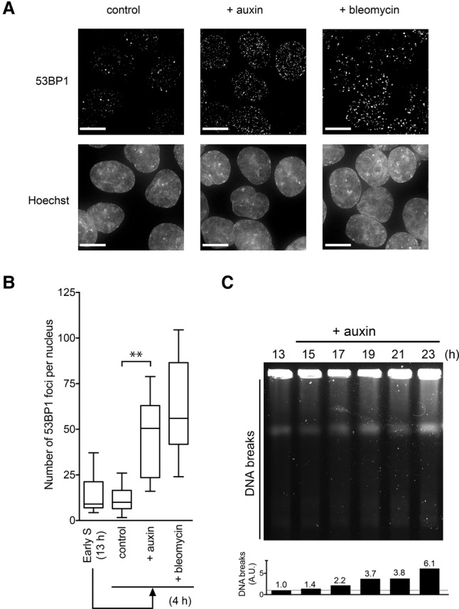 Figure 3.