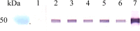 <b>FIG. 3.</b>