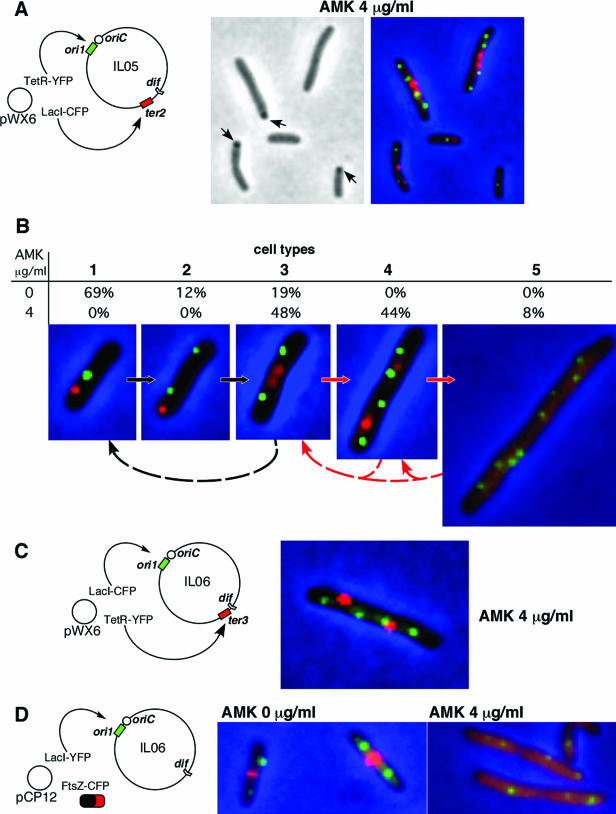 FIG. 2.